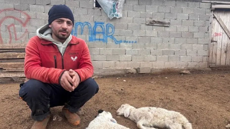 Erzincan'da Kuzular Aniden Telef Oluyor: Üreticiler Endişeli