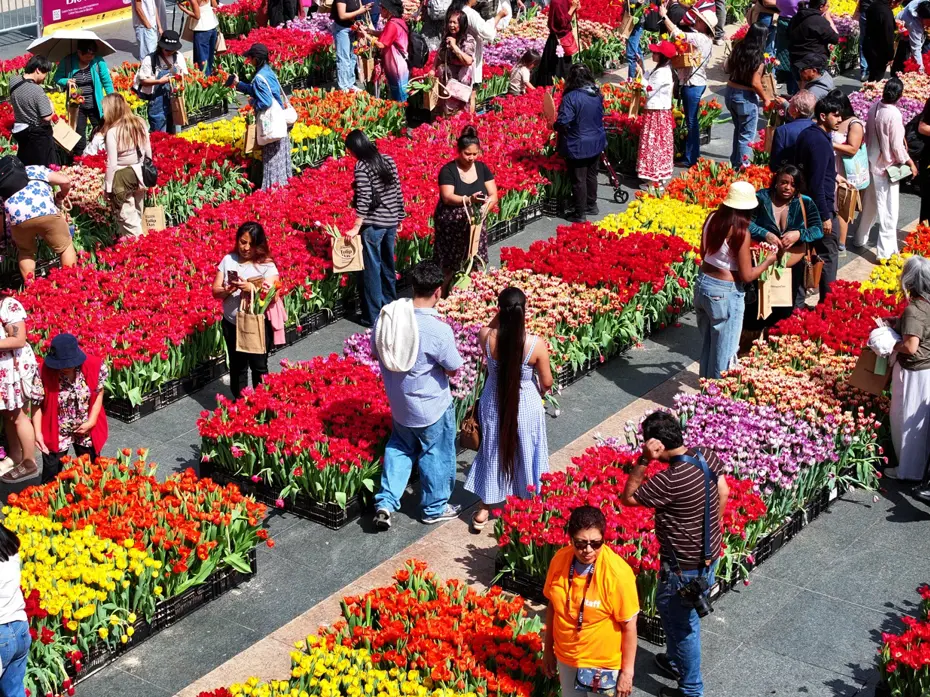 San Francisco'da 'Lale Günü': 80 Bin Lale Ücretsiz Dağıtıldı