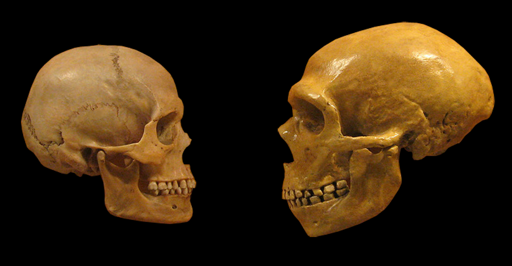 Neandertal Beyinleri Boyut ve Kapasite Olarak Modern İnsanlarla Aynı Seviyede