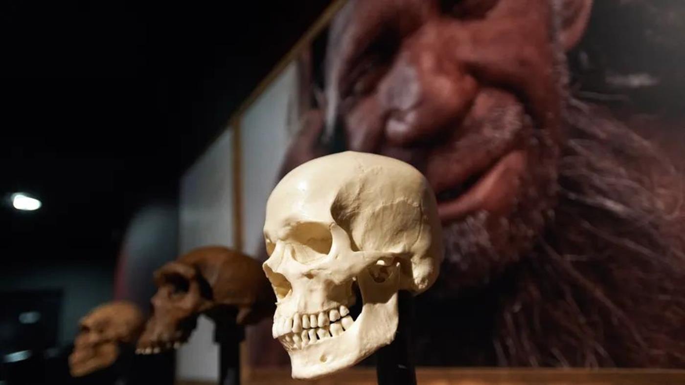 Bilim İnsanları Açıkladı: Neandertallerin Sonunu Düşük Zeka Değil Sosyal İzolasyon Getirdi