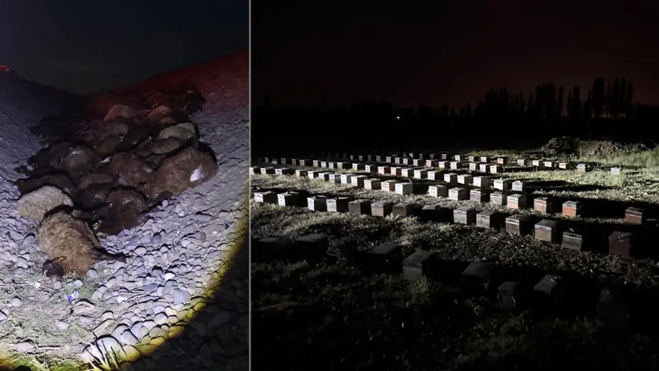 Iğdır'da Arı Saldırısı Faciaya Yol Açtı: İzdihamda 400 Koyun Telef Oldu