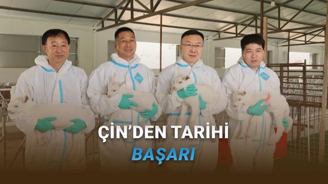 Çinli Bilim İnsanları Yüksek Verimli Altı Süt Keçisini Başarıyla Klonladı