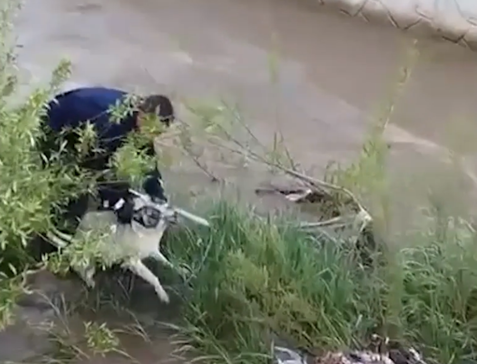 Muş'ta Kahraman İtfaiyeci: Elini Isıran Köpeği Çaydan Kurtardı