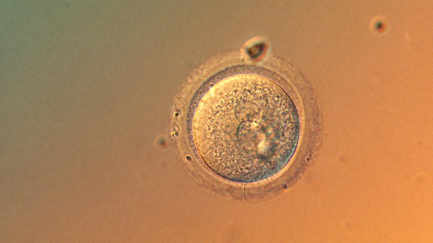 İnsan Embriyosunda Tarihi Adım: DNA "Base Editing" ile Görülmemiş Hassasiyetle Düzenlendi