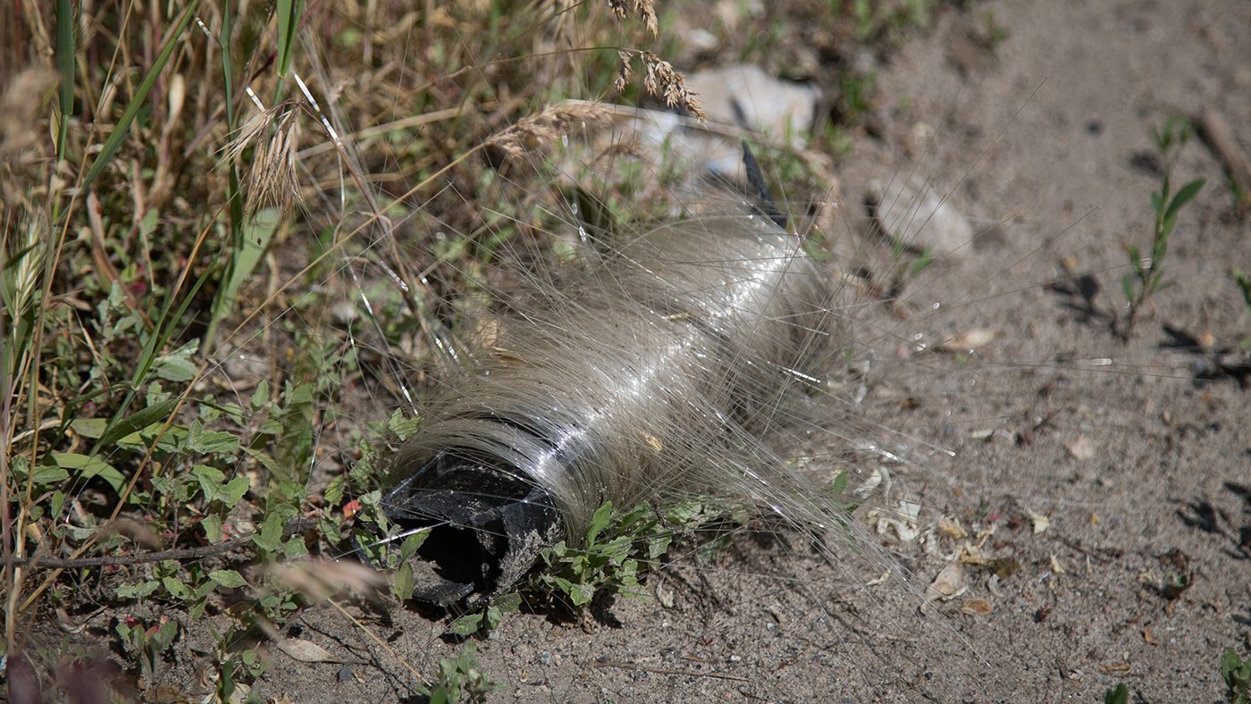 Ukrayna'da Kuşlar, Yuvalarını Dronların Fiber Optik Kablolarıyla Örüyor