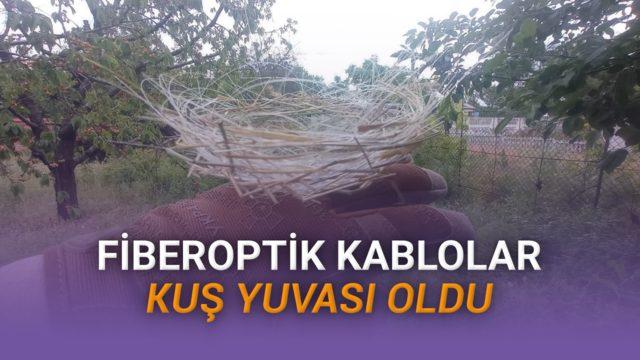 Ukrayna'da Kuşlar Drone Savaşlarından Kalan Fiberoptik Kablolarla Yuva Yaptı