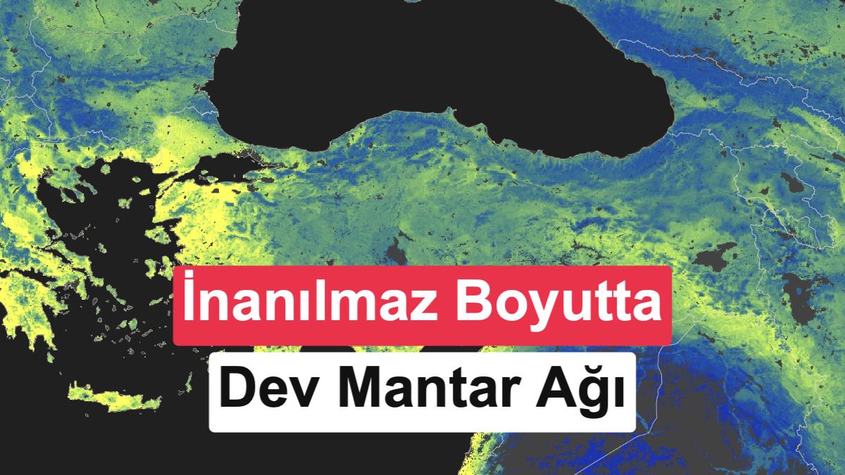 Bilim İnsanları 110 Katrilyon Kilometrelik Dev Yer Altı Mantar Ağını Haritalandırdı
