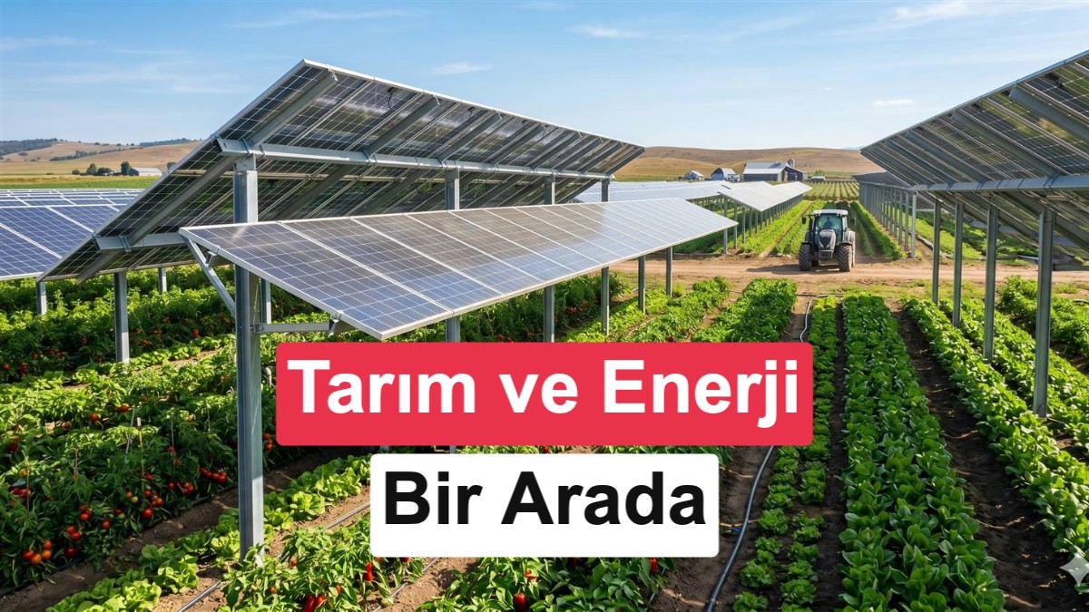 Samsun'da Agrivoltaik Tarım Dönemi: GES Sahasında Enerji ve Üretim Bir Arada