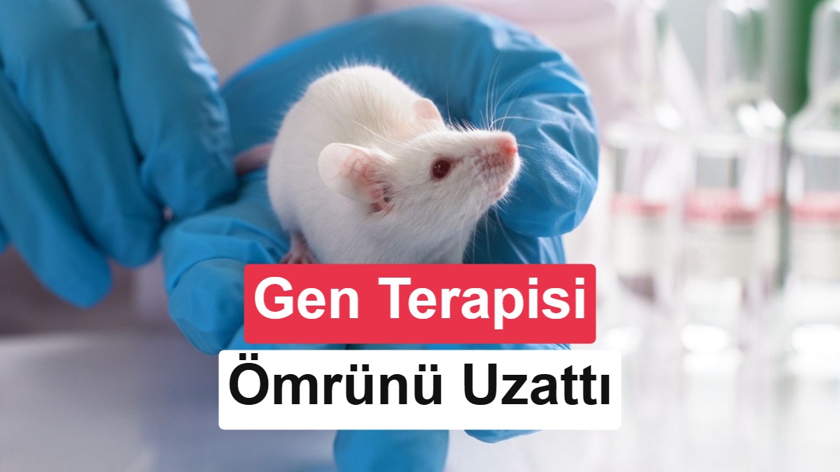Yeni Gen Terapisi Farelerin Ömrünü Yüzde 20 Uzattı: İnsan Deneyleri 2026'da Başlıyor