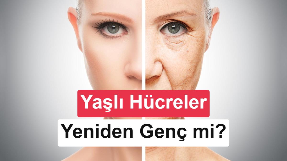 Yaşlanan Hücreleri Geriye Saran Gen Terapisi ER-100 İlk Kez İnsanlarda Test Ediliyor