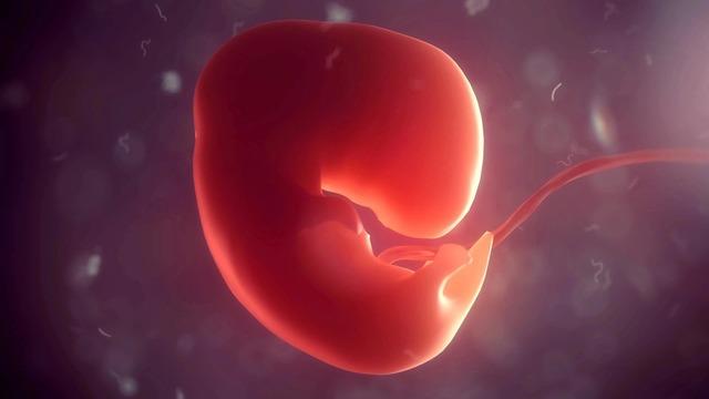 Çinli Bilim İnsanları Laboratuvar Ortamında Organ Geliştirebilen Yapay İnsan Embriyosu Üretti