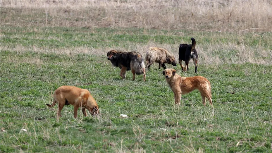 Sokak Köpeği Saldırıları Nedeniyle Üç Belediye Başkanına Soruşturma İzni Verildi