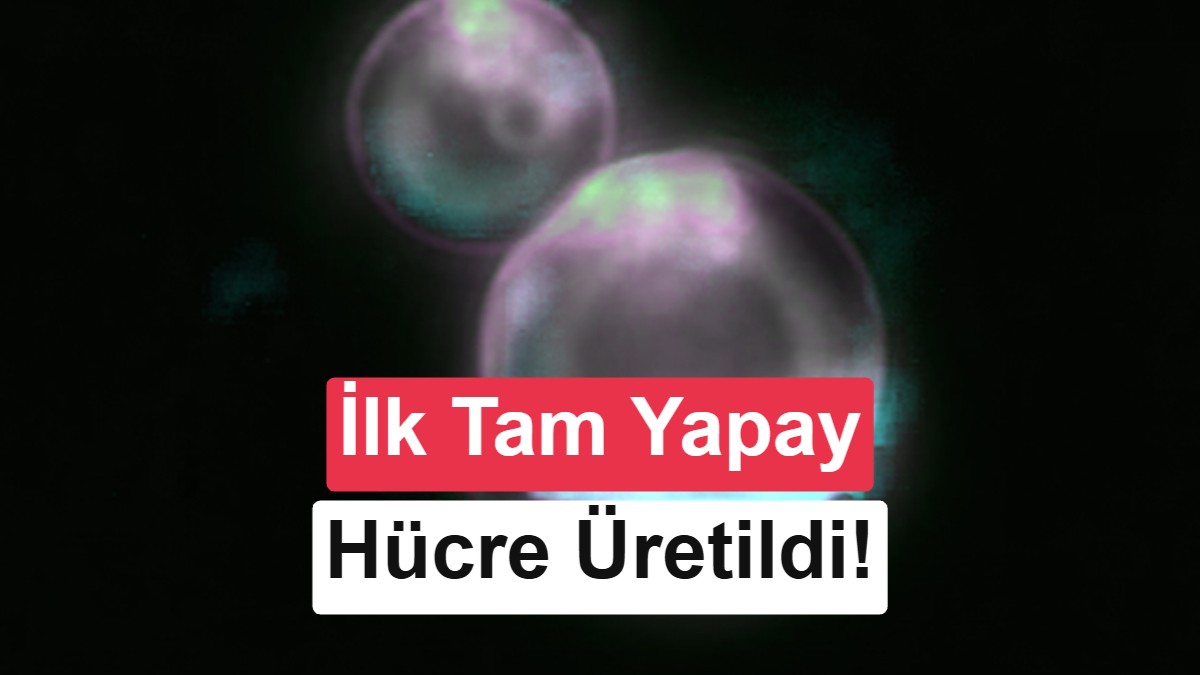 Bilim İnsanları İlk Kez Tamamen Sıfırdan Sentetik Hücre Üretmeyi Başardı