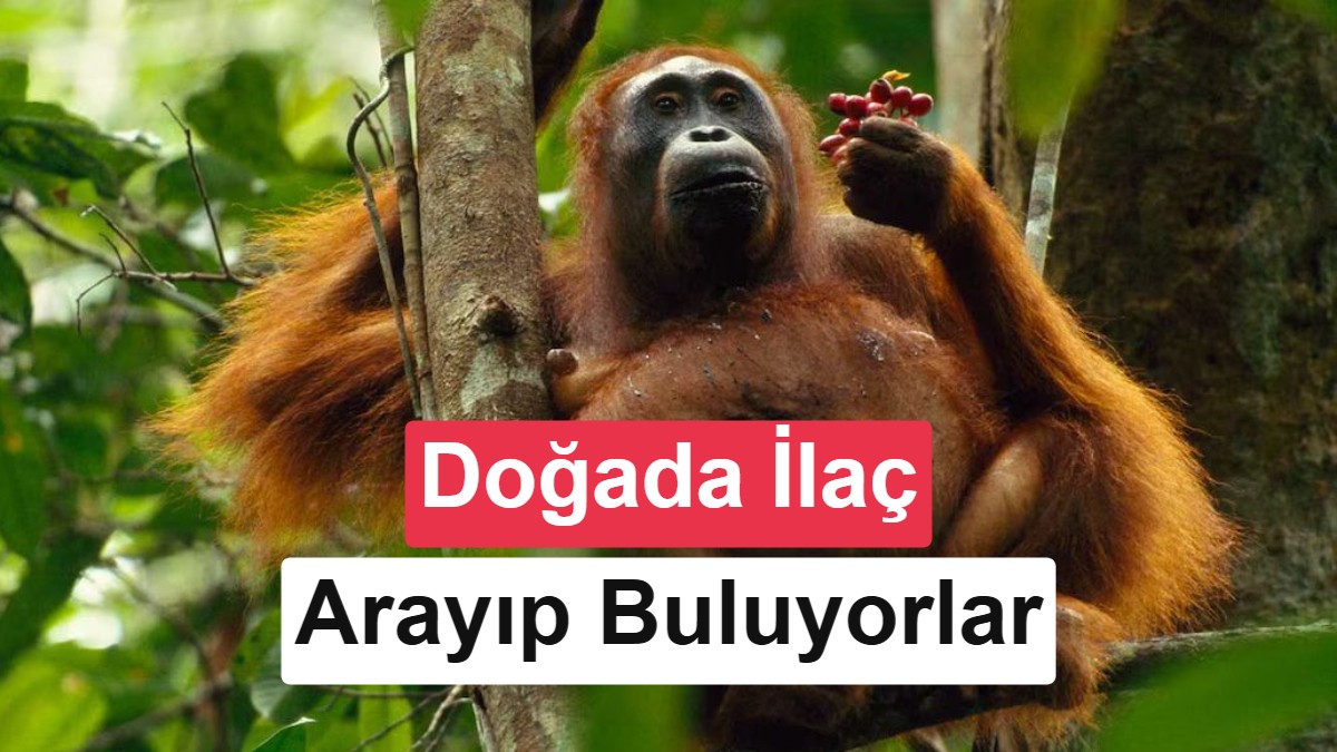20 Yıllık Araştırma Ortaya Çıkardı: Vahşi Orangutanlar Şifalı Bitkilerle Kendi Kendini Tedavi Ediyor