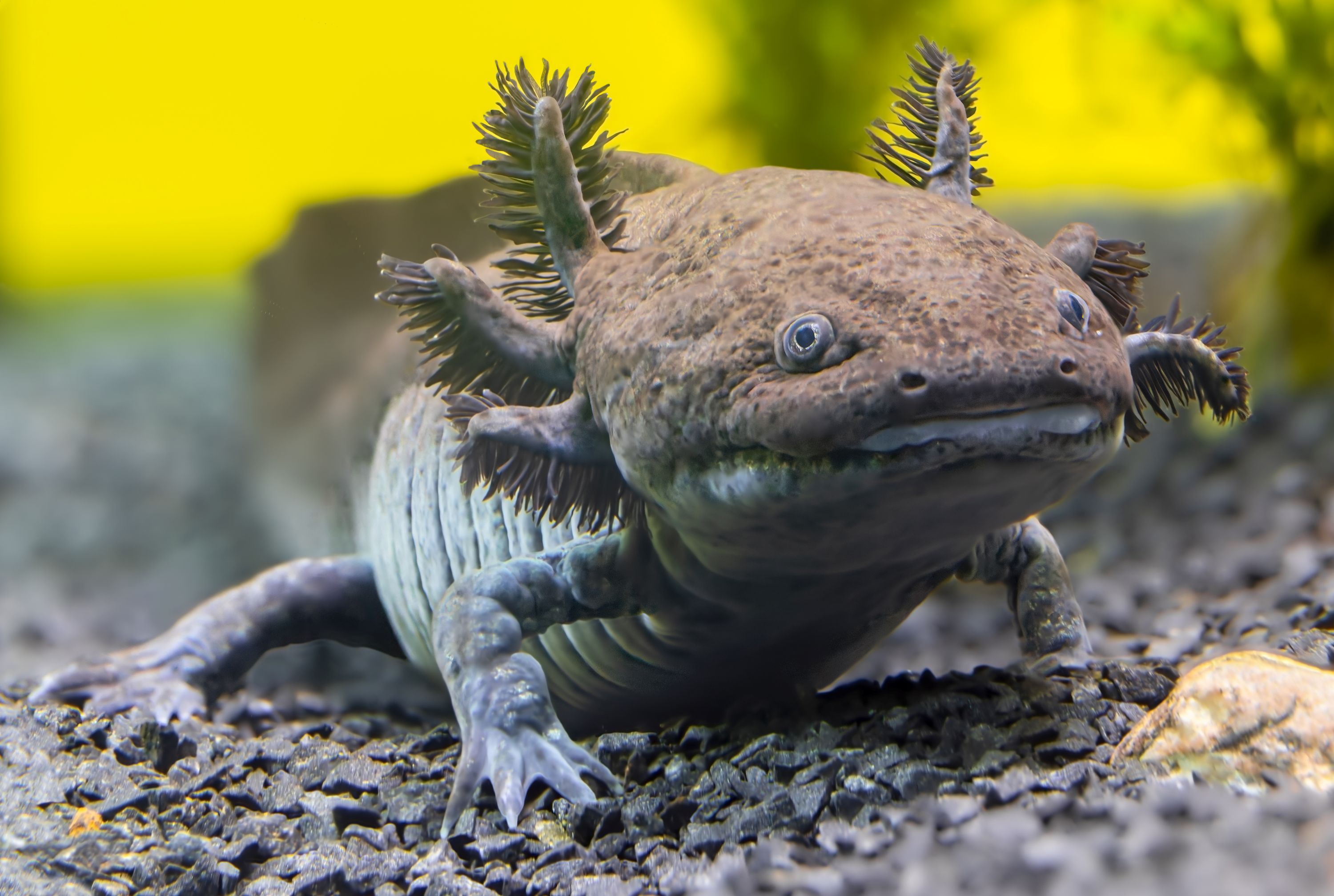 Meksika'da Yeni Bir Aksolotl Fosil Türü Keşfedildi