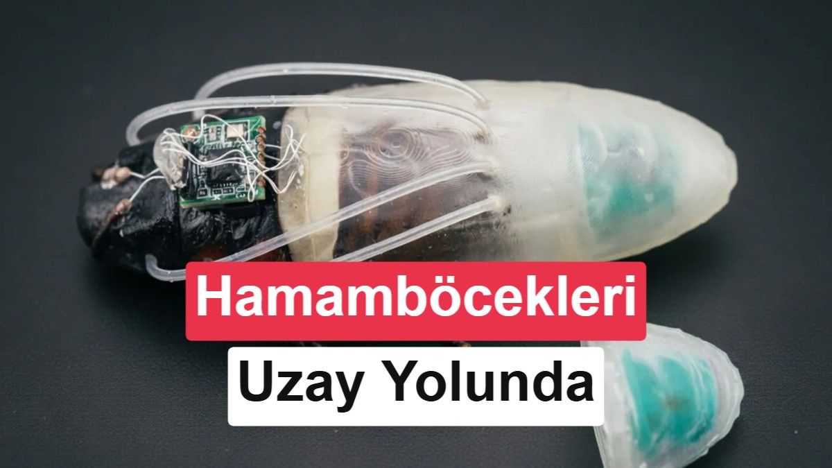 Bilim İnsanları Hamamböceklerini Amfibi Biyolojik Robotlara Dönüştürdü: Hedef Mars