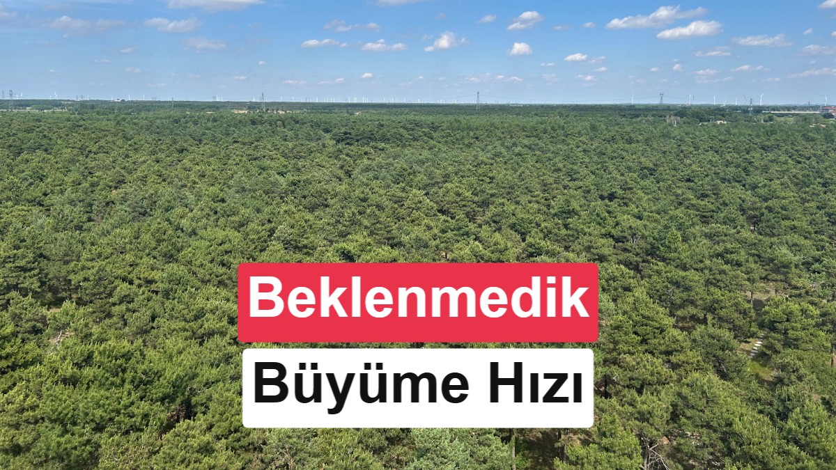 Çin'in Büyük Yeşil Duvar Projesi: Dikilen 66 Milyar Ağaç Doğal Ormanlardan Daha Hızlı Büyüyor