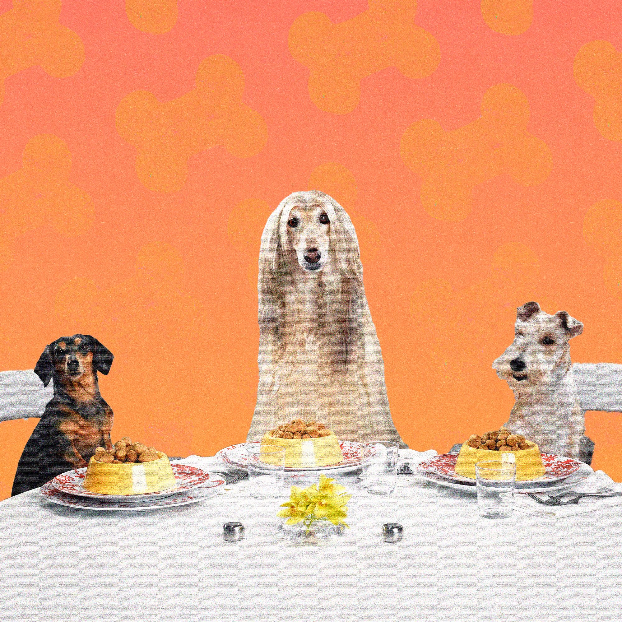 Köpekler İçin Ev Yapımı Yemek Trendi: Neden Kendi Yediğimiz Gibi Beslemiyoruz?