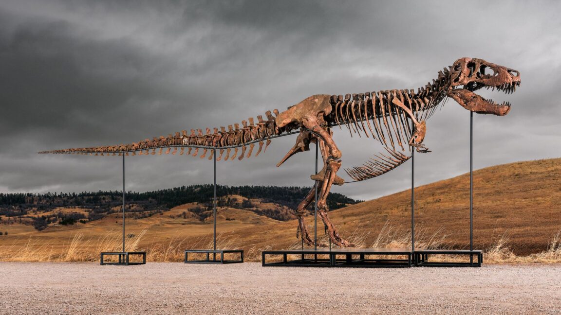 Sotheby's'in 30 Milyon Dolarlık T. Rex Müzayedesi Bilim Dünyasını Endişelendiriyor