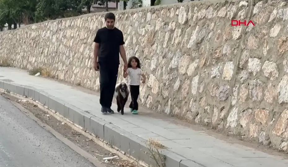 Hakkari'de Yürek Isıtan Dostluk: Annesiz Kalan Kuzu 'Arif' Ailenin Bir Parçası Oldu