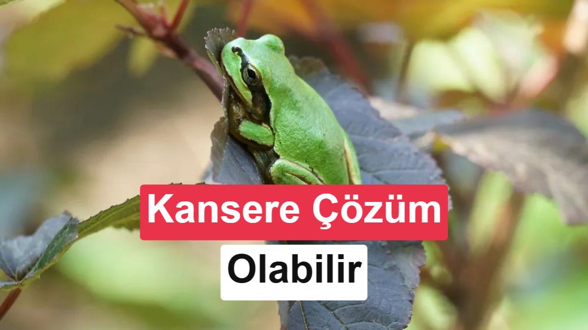 Kurbağadan İzole Edilen Bakteri, Farelerdeki Kanser Tümörlerini Tek Dozda Yok Etti
