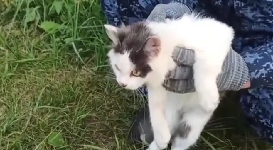 Rusya'da Cezaevine Kediyle Uyuşturucu Sokma Girişimi Engellendi