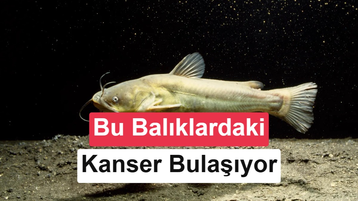 Bilim Dünyasında Tarihi Keşif: Balıklarda İlk Kez Bulaşıcı Kanser Tespit Edildi