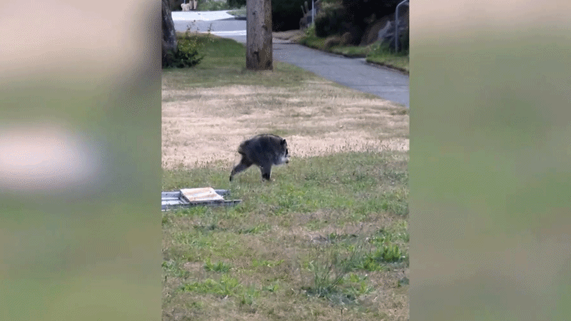 Seattle'ın Viral Rakunu 'Jimothy' İnternet Şöhretinin Kurbanı Olabilir mi?