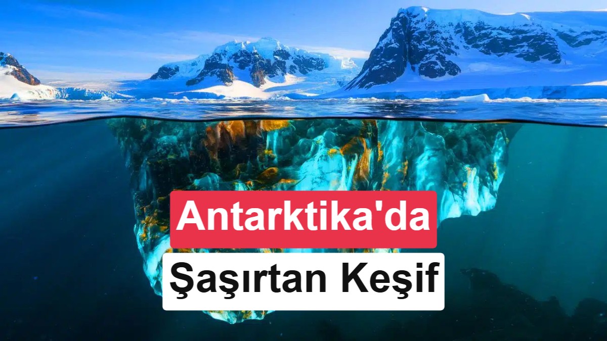 Antarktika Buzullarının Altında Gizlenen Dev 'Balık Şehri' Keşfedildi