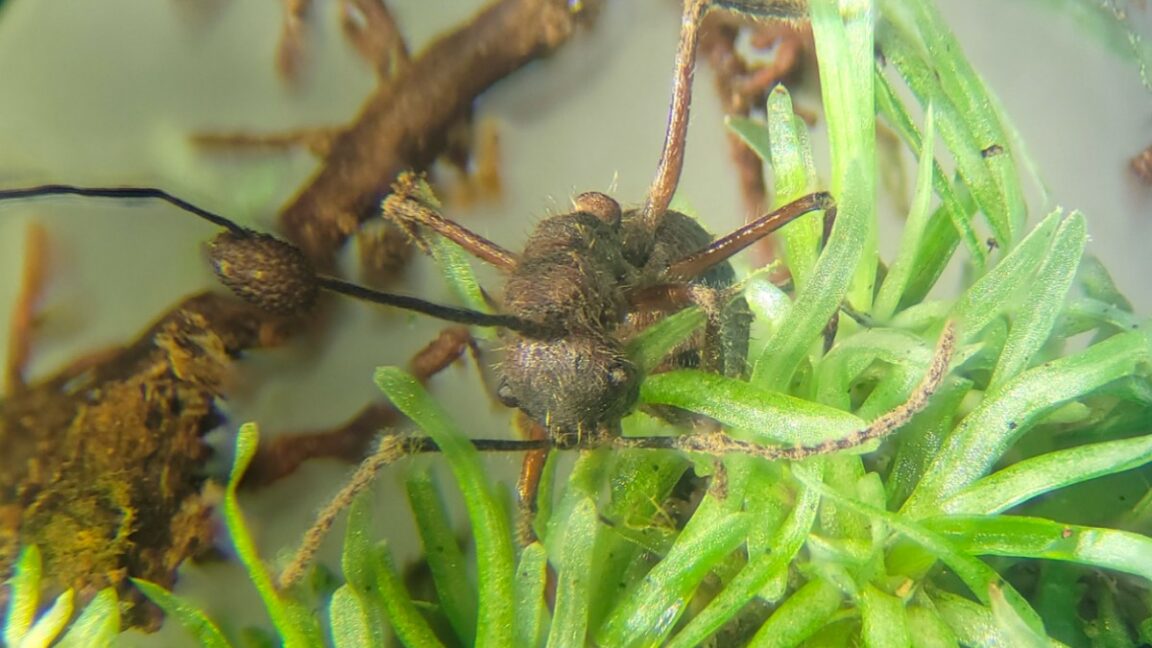 Zombi Karınca Mantarı Cordyceps'in Yosunlarda da Yaşadığı Keşfedildi