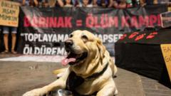 Sokak Hayvanları Düzenlemesinde İkinci Yıl: Veriler ve Sahadaki Tartışmalar