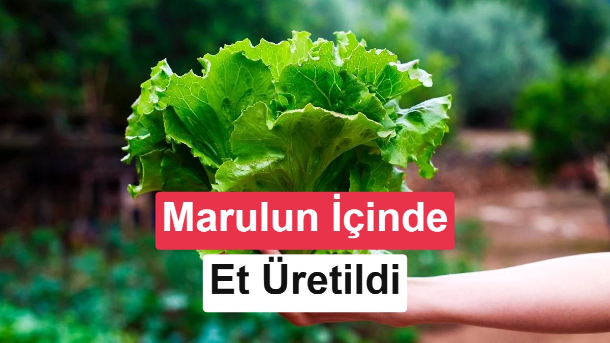 Bilim İnsanları Gen Tabancası Kullanarak Marulun İçinde Et Proteini Üretmeyi Başardı