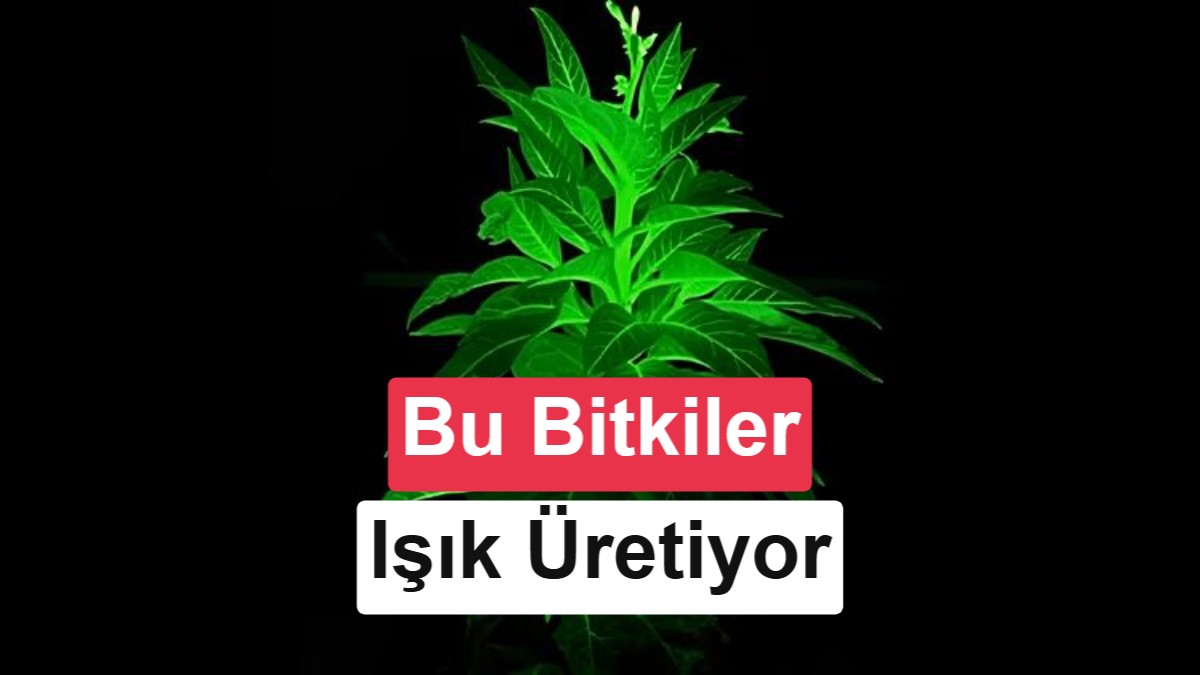Çinli Şirket Ateşböceği Genleriyle Kendi Kendine Parlayan Bitkiler Geliştirdi