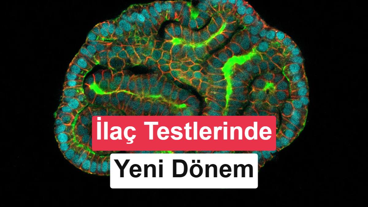 İlaç Testlerinde Yeni Dönem: Hayvanların Yerini Mini İnsan Dokuları Alıyor