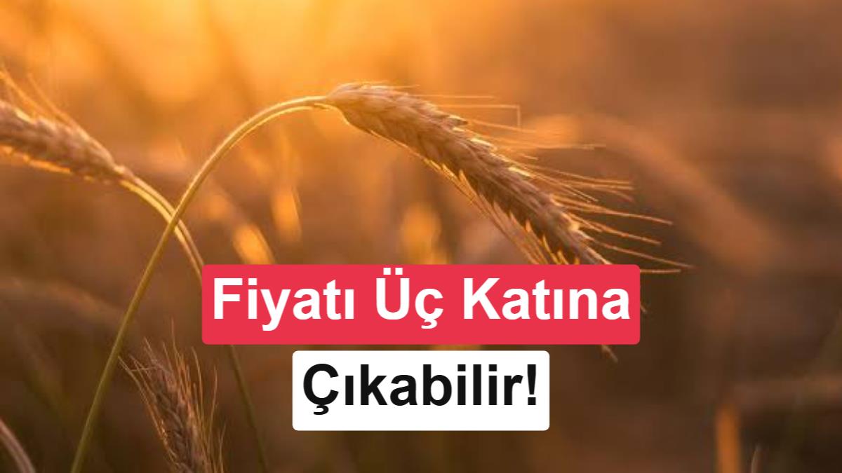 İklim Değişikliği Küresel Buğday Fiyatlarını Üç Katına Çıkarabilir