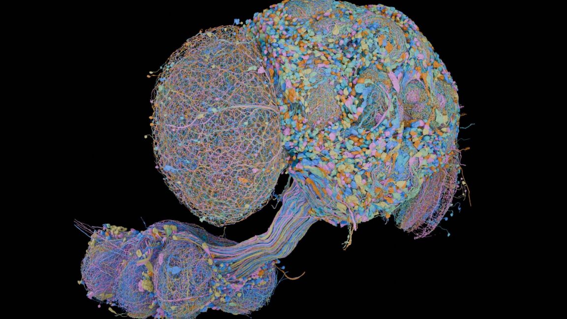 Google ve Janelia, Erkek Meyve Sineğinin Tam Beyin Haritasını Çıkardı