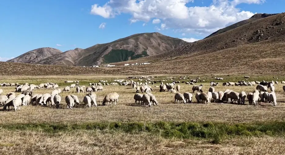 Tunceli'de Üreticiler 150 Bin Lira Maaşa Çoban Bulamıyor: Hayvancılık Sektörü Alarm Veriyor